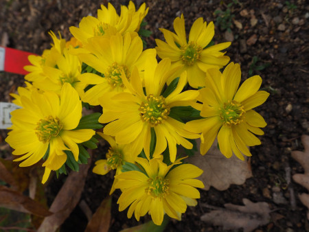 Eranthis ´EUAN BUNCLARKE´